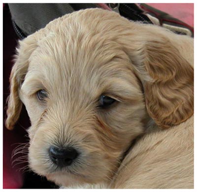 welcome_pup